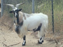 Rambo