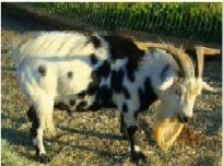 Rodeo
