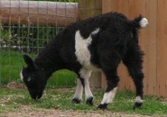 Bedrock's Bella