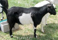 FOF Haylee