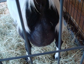 Udder