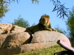 Wild Animal Park