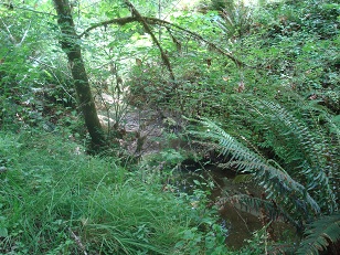 Creek on trail