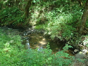 Creek on trails